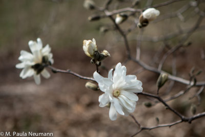 magnolia