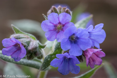 lungwort