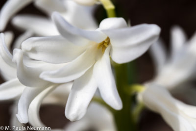 hyacinth