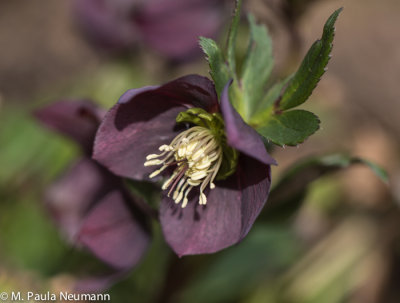 Lenten rose
