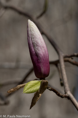 magnolia bud