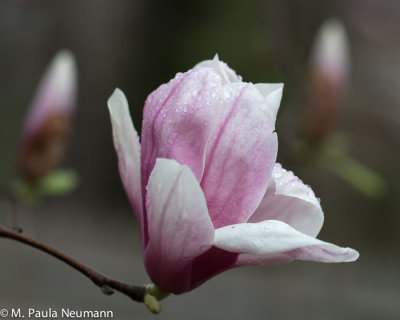 magnolia