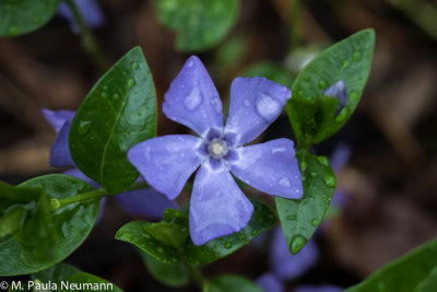periwinkle
