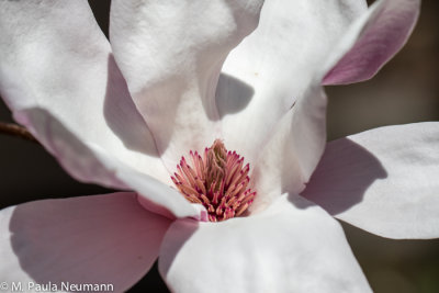 magnolia