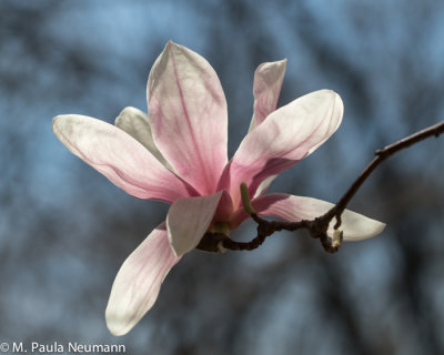 magnolia