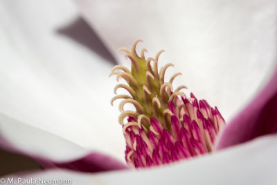 magnolia