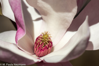 magnolia