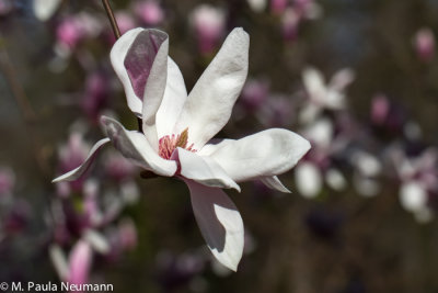 magnolia
