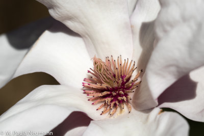 magnolia