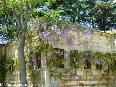 Wisteria at Topkapi palace