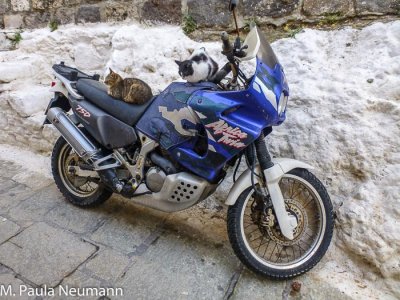 Biker cats