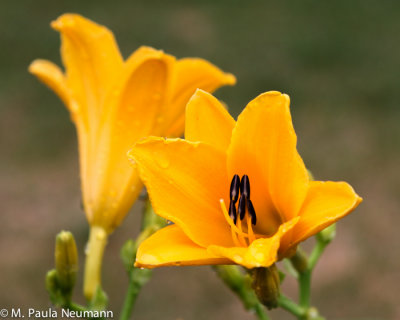 3D0A9967.jpg