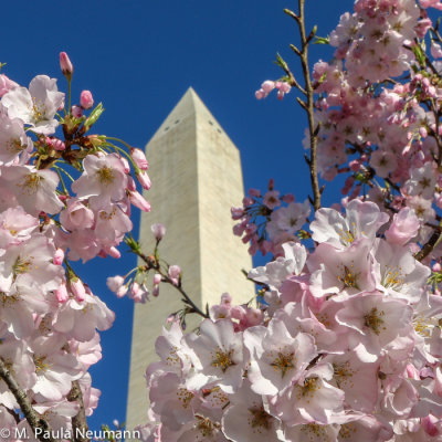 Washington Monument