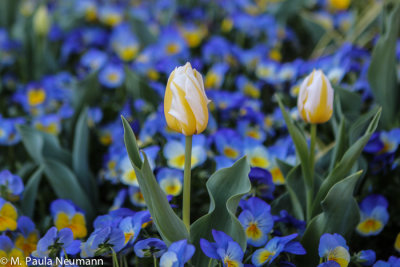 Tulips and pansies 