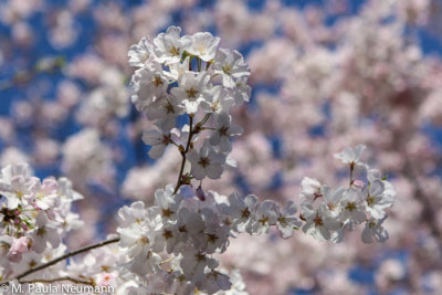 Cherry blossoms