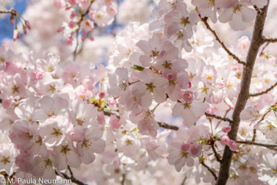 Cherry blossoms