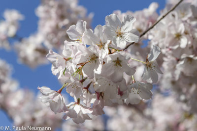 Cherry blossoms