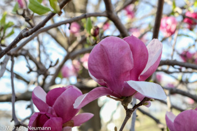 Magnolia