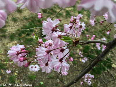 Cherry blossoms