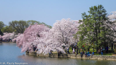 Tidal basin cherry trees