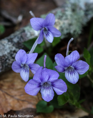 Long spurred violets
