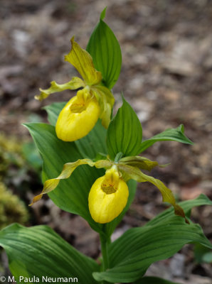 Yellow lady slippers