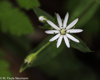 Great chickweed