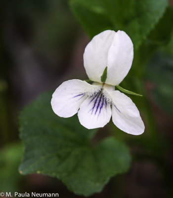 White violet