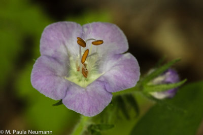 Blue Phacelia