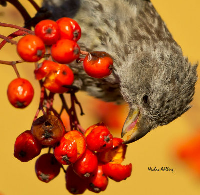 Twobarred crossbill