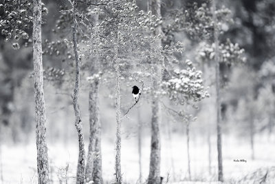 Magpie in black/white