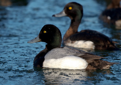 Greater Scaup Bergand