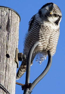 Norhern hawk owl / Hökuggla