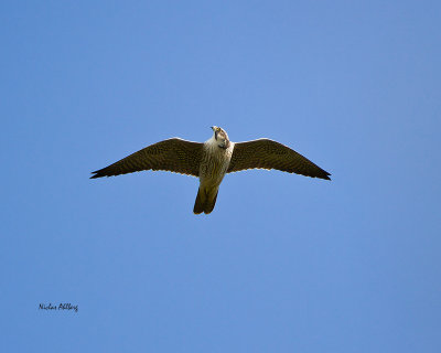 Peregrin-falcon1.jpg