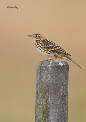 Red-throated Pipit / Rödstrupig piplärka.jpg