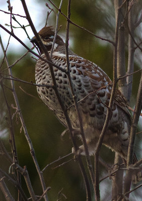 Hazel Grouse/ Järpe
