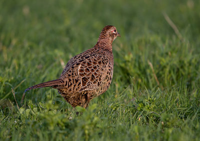 Common Pheasant/ Fasan