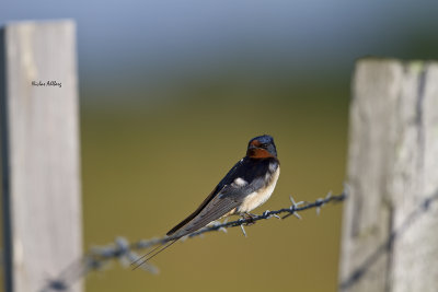 Barn swallow/ Ladusvala