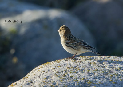 Lapland longspur/ Lappsparv