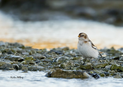 Snow bunting/ Snösparv