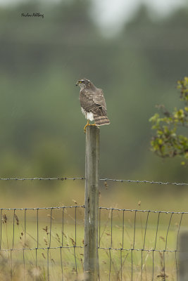 Eurasian Sparrowhawk/ Sparvhök