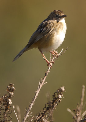 Grassangare1.jpg
