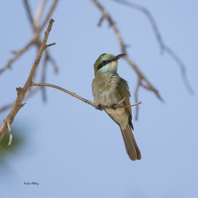 Little green bee-eater/ Grön dvärgbiätare