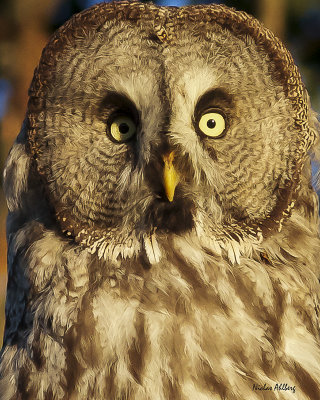 Great Grey Owl/ Lappuggla