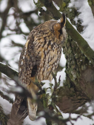 Longeared owl/Hornuggla