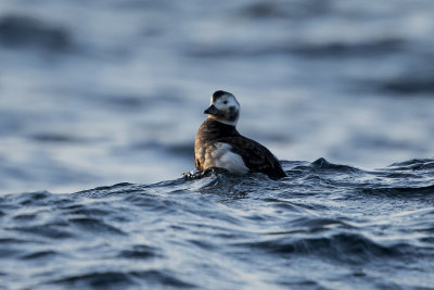 Long-tailed Duck/ Alfågel