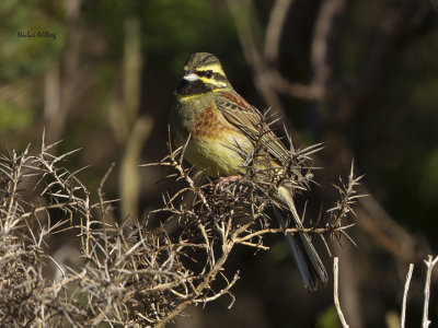 Cirl bunting/ Häcksparv