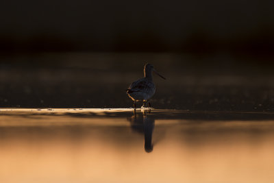 Barred-tailed godwit/ Myrspov