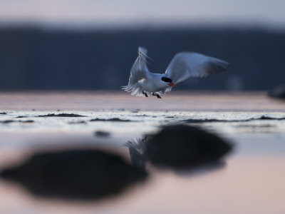 Caspian tern/Skräntärna