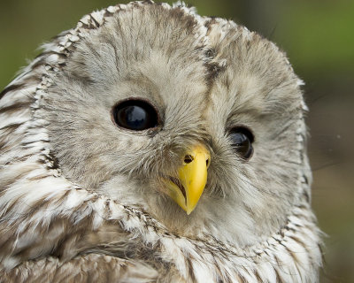 Ural Owl/Slaguggla
